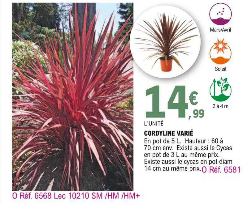 cordyline varié