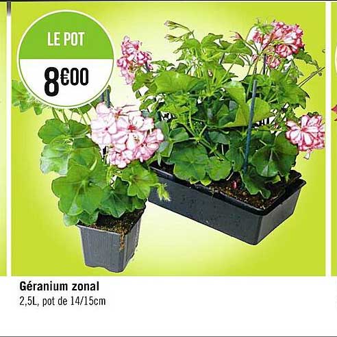 géranium zonal