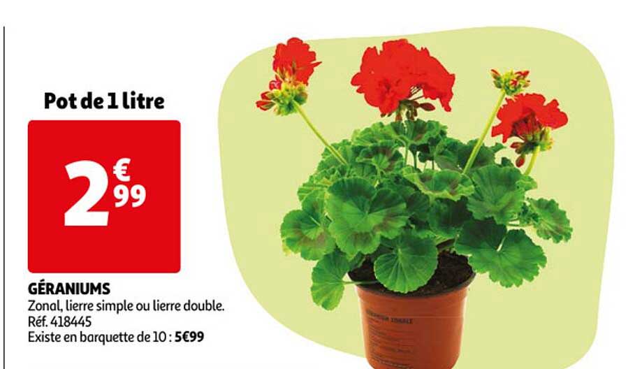 géraniums