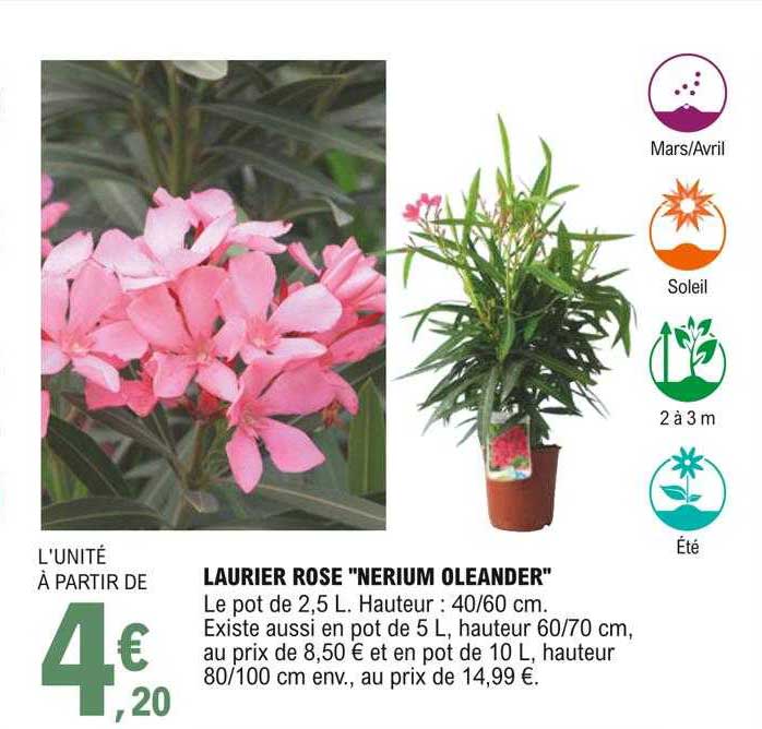 laurier rose "nerium oleander"