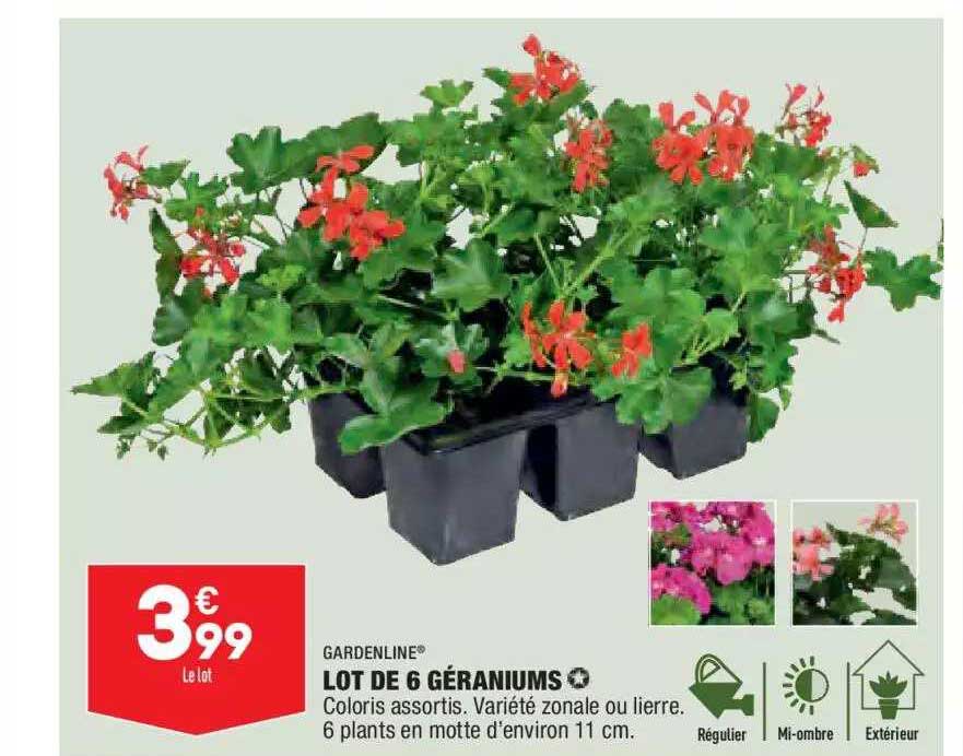 lot de 6 géraniums gardenline