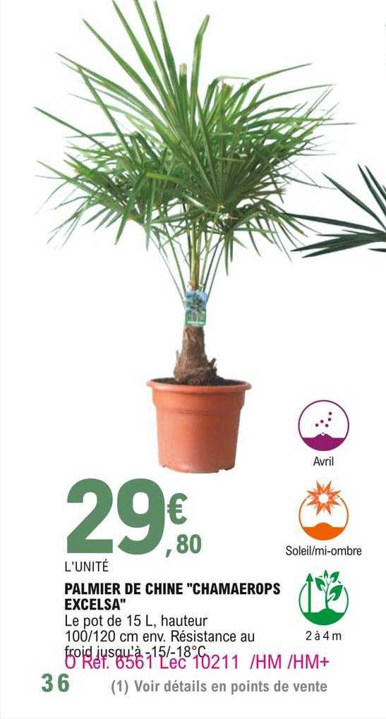 palmier de chine "chamaerops excelsa"
