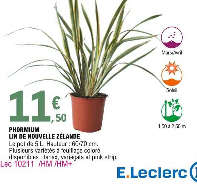 phormium lin de nouvelle zélande