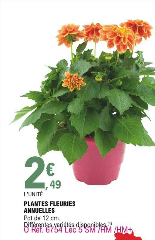 plantes fleuries annuelles