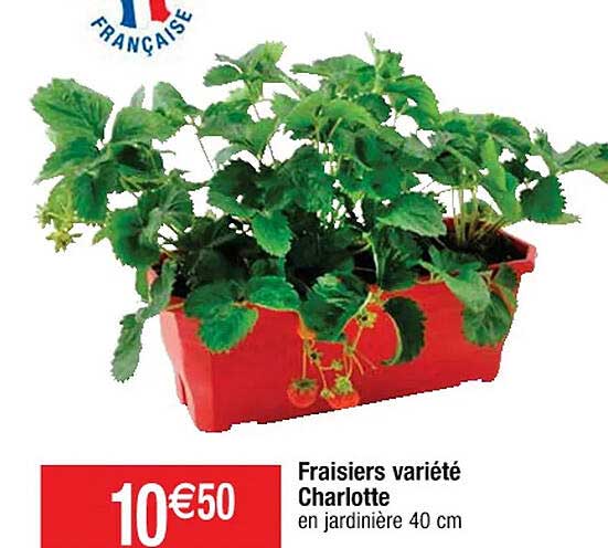 fraisiers variété charlotte
