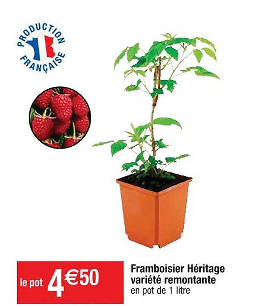 framboisier héritage variété remontante
