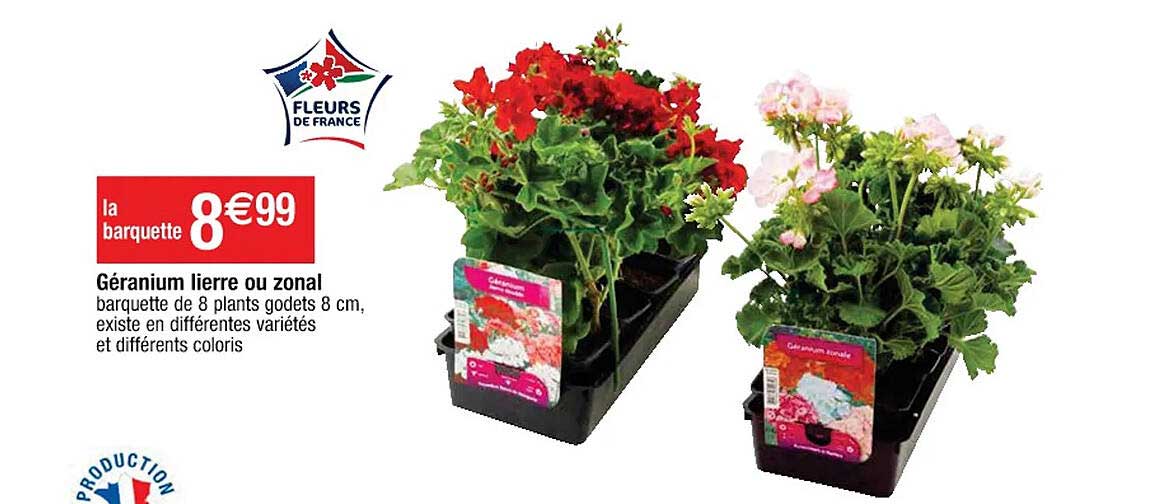 géranium lierre ou zonal