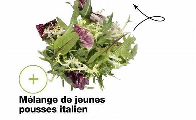 Mélange De Jeunes Pousses Italien