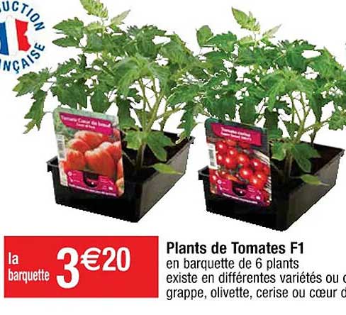 plants de tomates f1