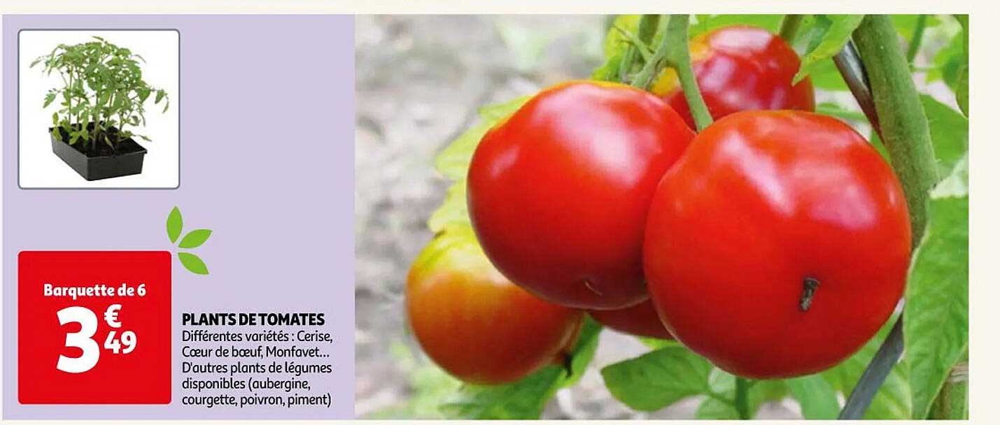plants de tomates