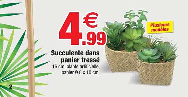 Succulente Dans Panier Tressé