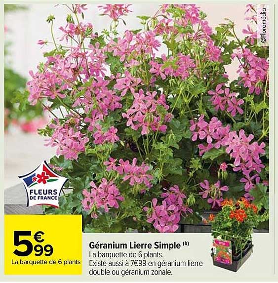 géranium lierre simple