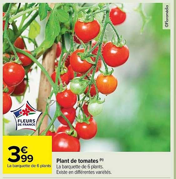 plant de tomates