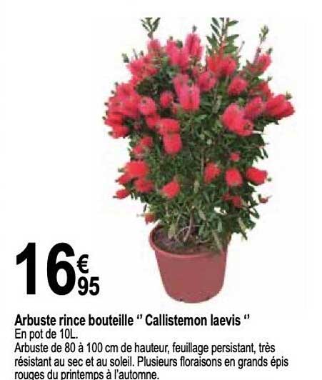 arbuste rince bouteille " callistemon laevis"