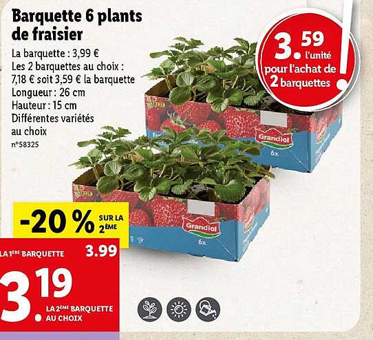 barquettes 6 plants de fraisier