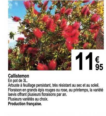callistemon