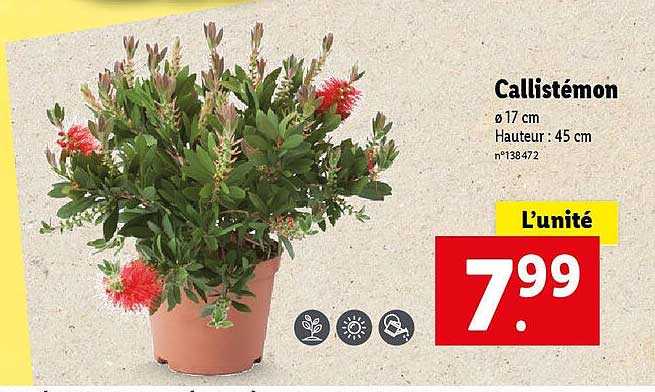 callistémon