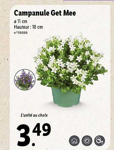 campanule get mee