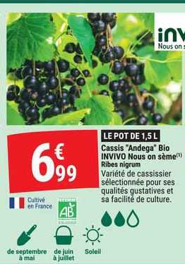 cassis "andega" bio invivo nous on sème ribes nigrum