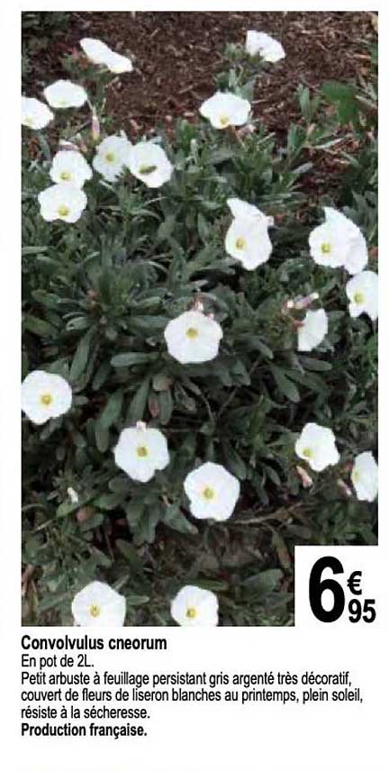 Convolvulus Cneorum