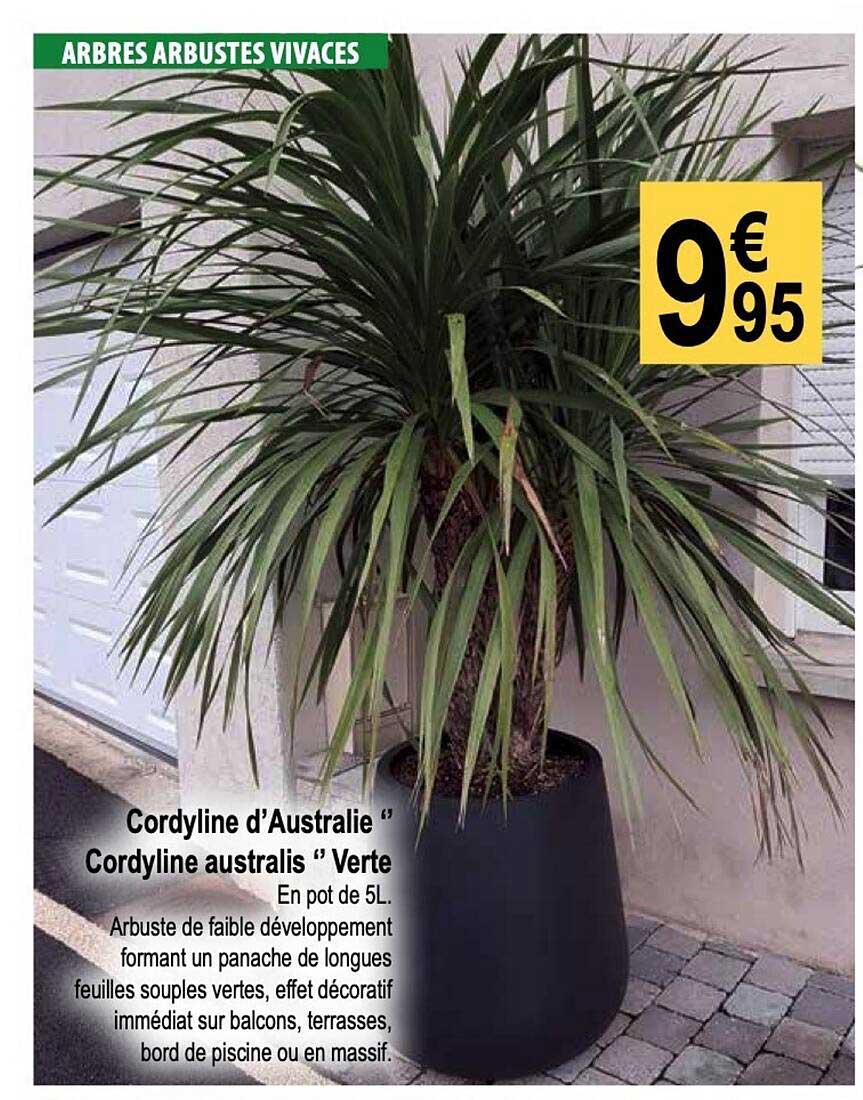 cordyline d'australie " cordyline australis" verte