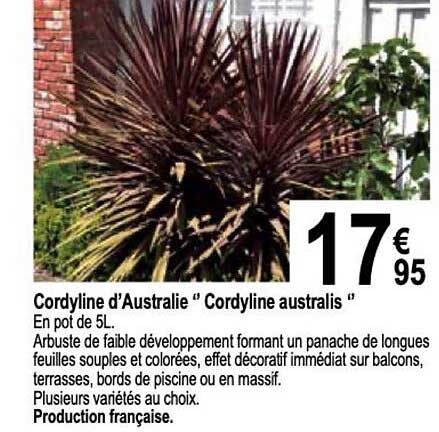 cordyline d'australie "cordyline australis"