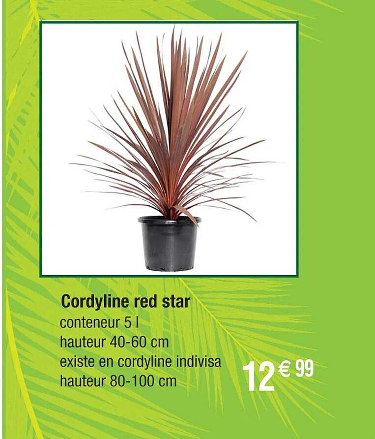 cordyline red star