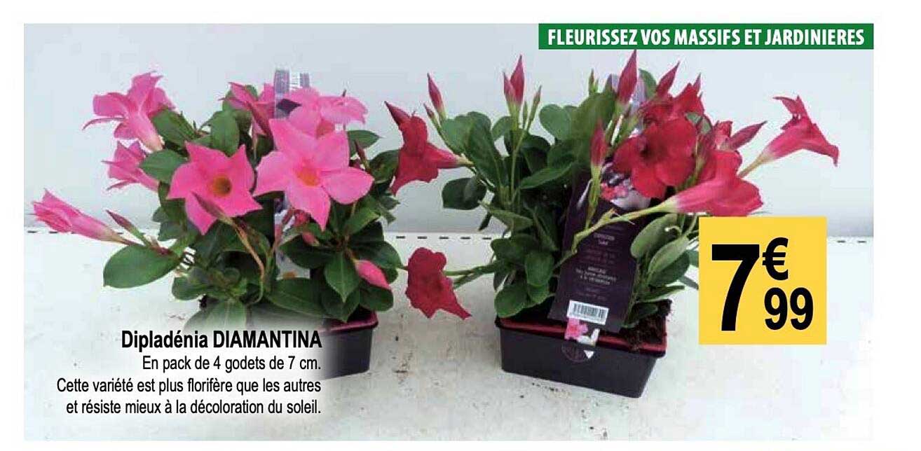 dipladénia diamantina