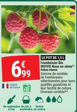 framboisier bio invivo nous on sème rubus idaeus