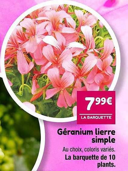 Géranium Lierre Simple
