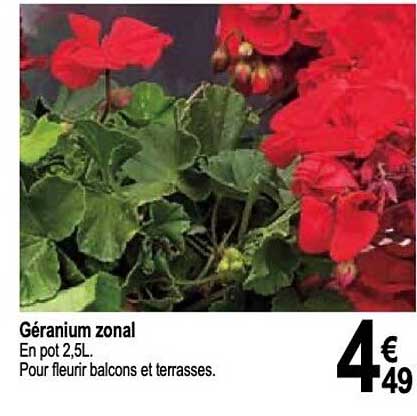 géranium zonal