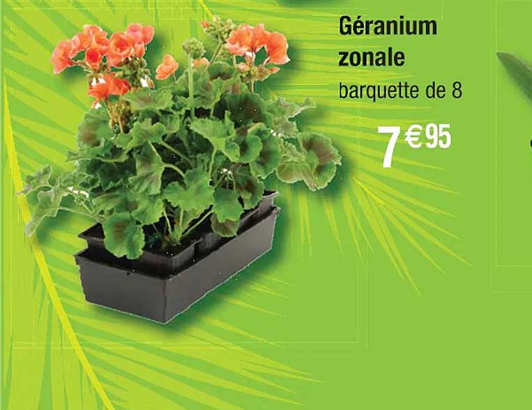 géranium zonale