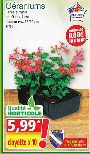 géraniums lierre simple