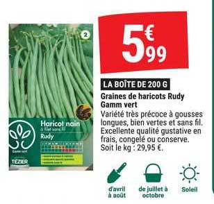 graines de haricots rudy gamm vert
