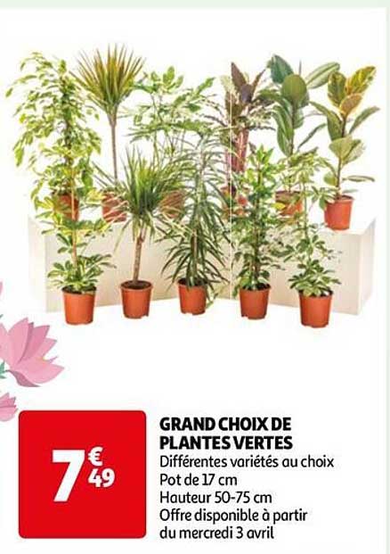 Grand Choix De Plantes Vertes