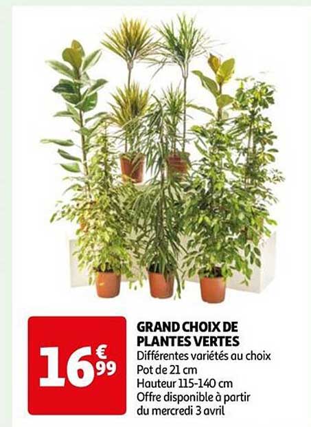 Grand Choix De Plantes Vertes