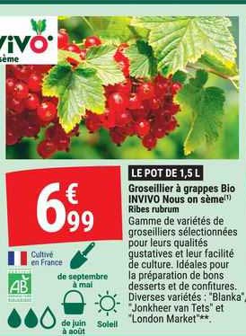 groseillier à grappes bio invivo nous on sème ribes rubrum