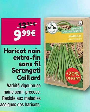 haricot nain extra-fin sans fil serengeti caillard