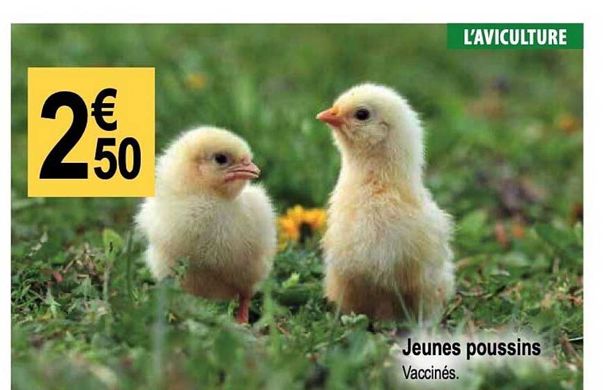 jeunes poussins