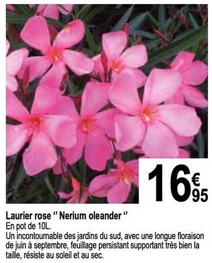 laurier rose "nerium oleander"