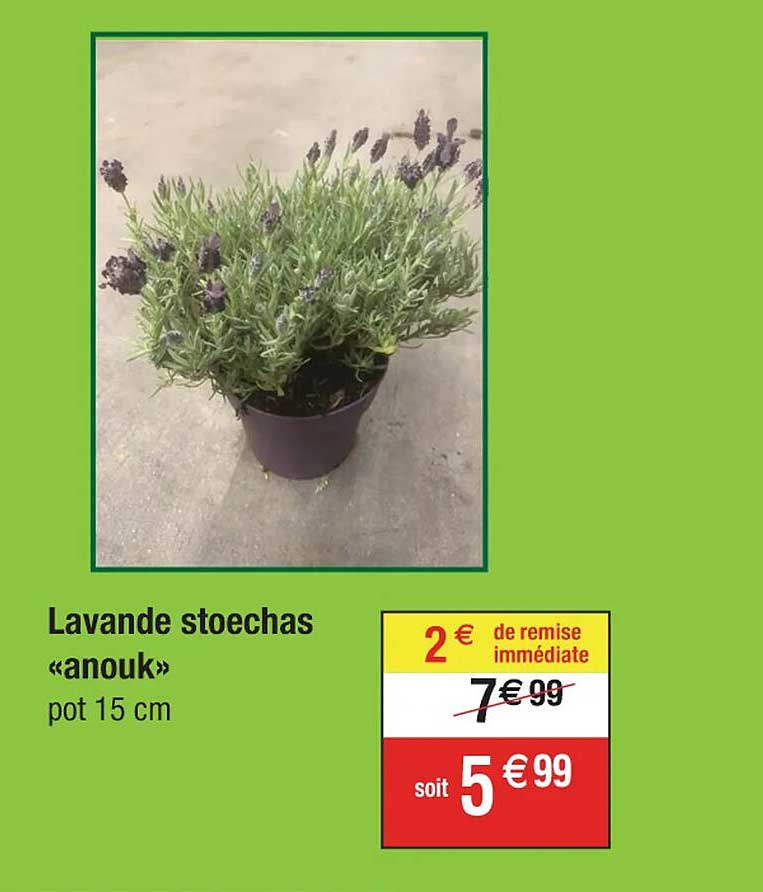 lavande stoechas «anouk»