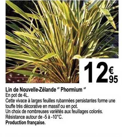 lin de nouvelle-zélande "phormium"