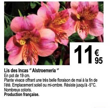 lis des incas "alstroemeria"