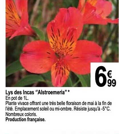 lys des incas "alstroemeria"