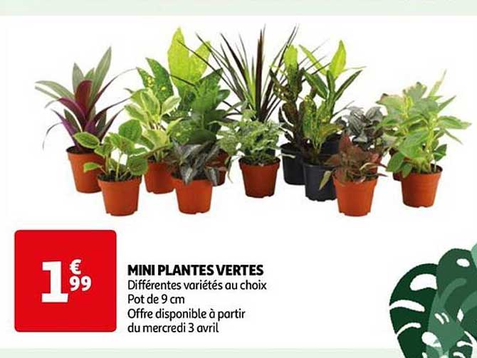 Mini Plantes Vertes