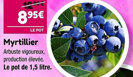 Myrtillier