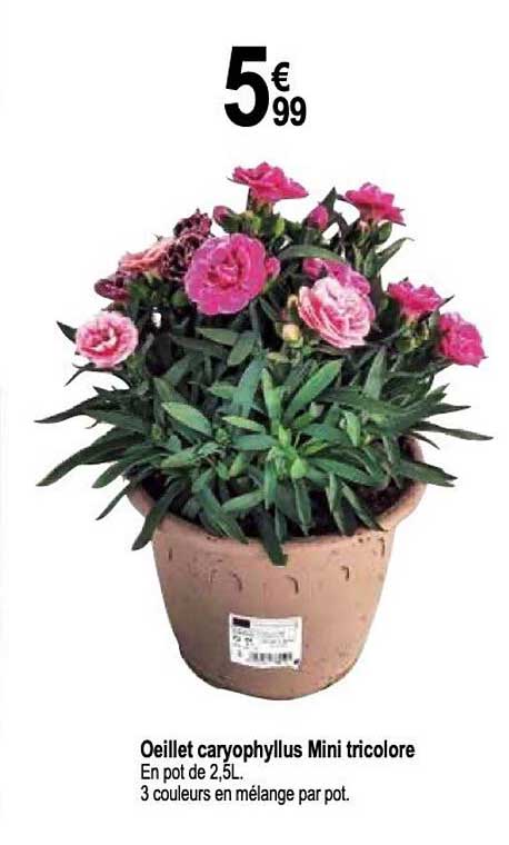 Oeillet Caryophyllus Mini Tricolore
