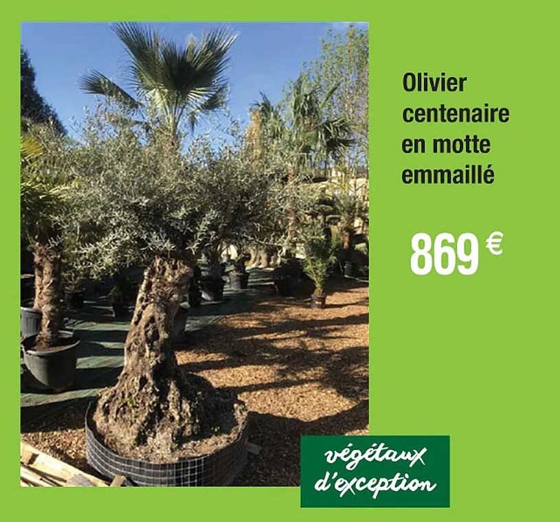 Olivier Centenaire En Motte Emmaillé