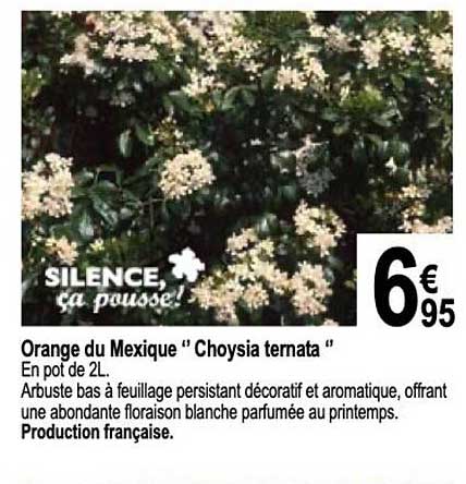 orange du mexique "choysia ternata"