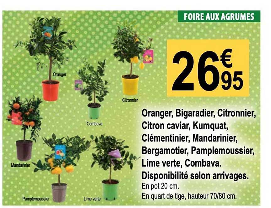 oranger, bigaradier, citronnier, citron caviar, kumquat, clémentinier, mandarinier, bergamotier, pamplemoussier, lime verte, combava, disponibilité selon arrivages